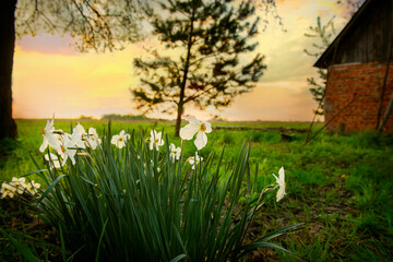 daffodil flowers at sunset near a rural house.