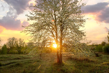 blooming pear tree on a green meadow in the first rays of sunshine.