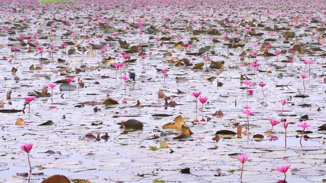 Red lotus viewing festival at Thung Bua Daeng, Bueng Lahan, Chaiyaphum, Thailand.