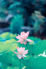 lotus or waterlilly flower in the pond