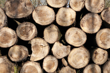 Pile of wood logs. Natural wooden background with closeup of clean cut of chopped firewood logs. - 792982086