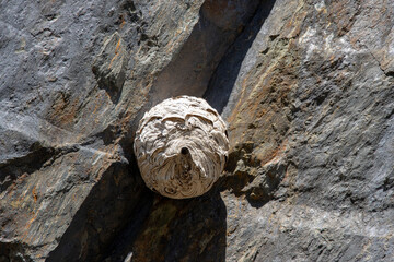 velutina wasp nest on a stone wall in the bush