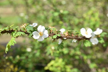 Rosa alba en fleurs au printemps