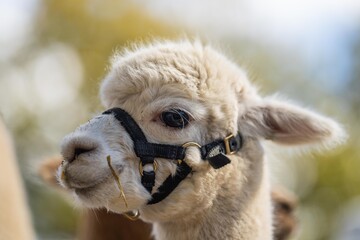 Obraz premium herd of alpaca, alpacas grazing in a field. white llama in a meadow in australia