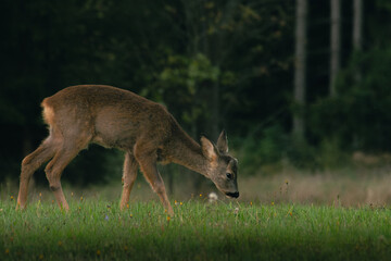 Deer in meadow eats grass