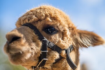 Majestic Alpaca in Golden Glow: Standing Tall in Lush Green Pasture with Rustic Harness in australia