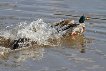 Wild duch chasing other duck during a fight - obrazy, fototapety, plakaty