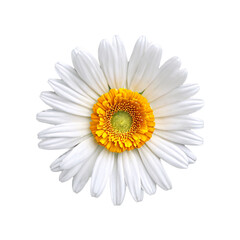 Close up macro photo of a pure white calendula flower transparent isolated