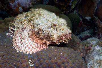 A scorpion fish on a corral head