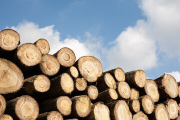 Pile of wood logs. Natural wooden background with closeup of clean cut of chopped firewood logs. - 792991287
