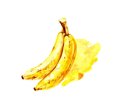 Hand drawn watercolor banana bunch fruit illustration with artistic yellow paint stain