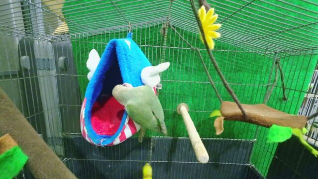 Green-cheeked parakeet or green-cheeked conure is walking, climbing the cage. It's a popular pet in Thailand.