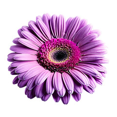 Close up macro photo of pink gerbera flower transparent isolated