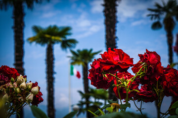 red roses against blue sky