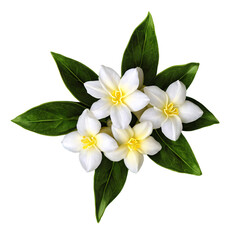 Close up macro photo of white jasmine flower with leaves transparent isolated