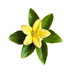 Fototapeta premium Close up macro photo of yellow jasmine flower with leaves transparent isolated