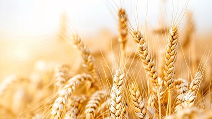 Golden Wheat Sheaves Against a Clear Sky Agricultural Elegance on Transparent Background - obrazy, fototapety, plakaty