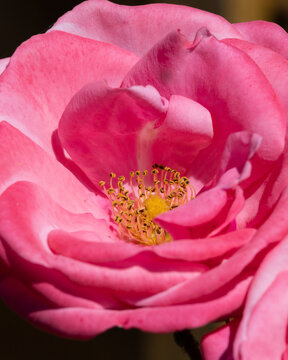 pink and yellow flower closeup