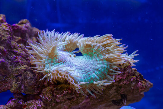 Elegance Coral / Coral reef in aquarium