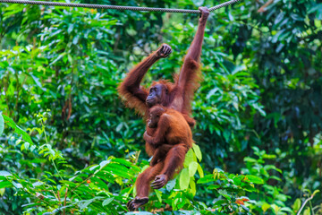 orangutans or pongo pygmaeus is the only asian great found on the island of Borneo and Sumatra