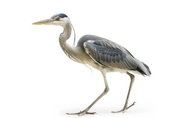 Obraz premium Silent grace of a solitary heron, its long legs wading through the shallow waters of a peaceful marsh, isolated on pure white background.