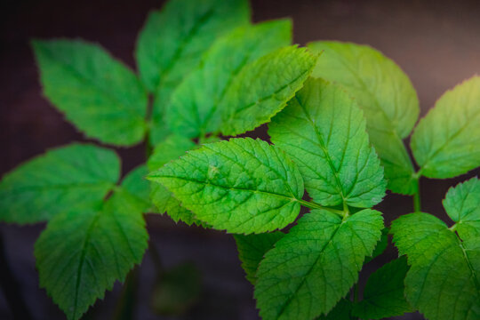 Leaves in garden