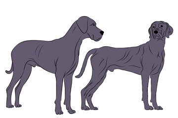 Dog breeds. Cane Corso dogs isolated. Vector illustration	
