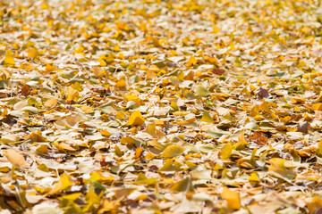View of the yellow ginkgo leaves fallen on the ground in the park