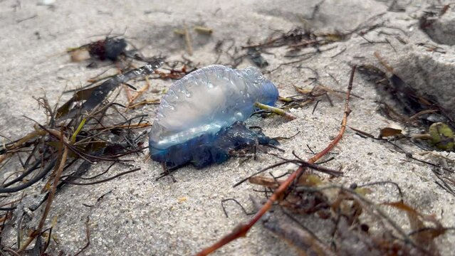 Portuguese man o' war (Physalia physalis), also known as the man-of-war or bluebottle on the beach. Sea shore creatures. Amazing jellyfish