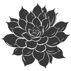 Obraz premium Silhouette Succulent plant black color only