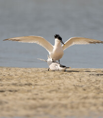 Fototapeta na wymiar Courting Terns on the beach