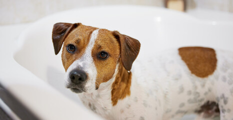Dog, bath and cleaning health in home for washing hygiene for bacteria with shampoo, grooming or...
