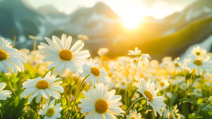 Fotobehang Beautiful daisy flower in meadow with waterfall and mountain . Beautiful nature background .. © Piyaporn