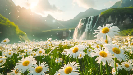 Zelfklevend Fotobehang Beautiful daisy flower in meadow with waterfall and mountain . Beautiful nature background .. © Piyaporn