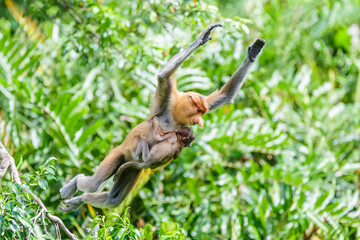 proboscis monkey or nasalis larvatus