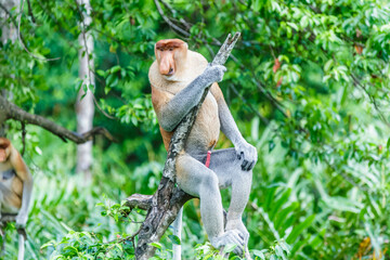proboscis monkey or nasalis larvatus