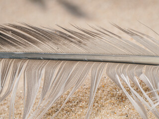 bird feather, bird feather feather in nature