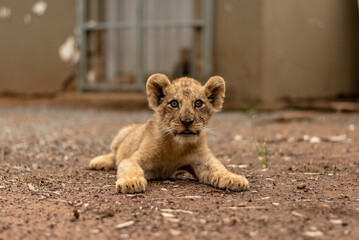 Lion cub relaxing 