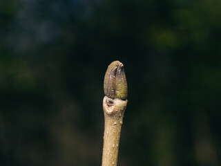 close-up of a beautiful bud on a branch in spring
