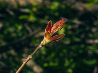 close-up of a beautiful bud on a branch in spring