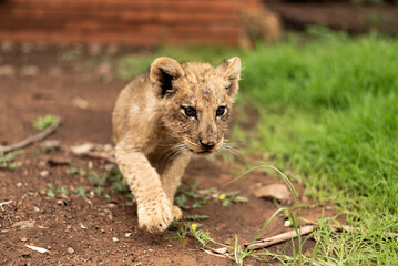Lion cub walking an stalking 