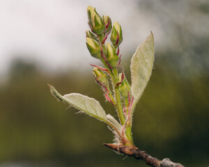 young green leaves of a tree in the spring