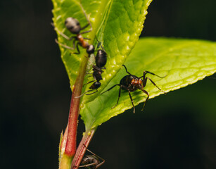 black ant in the garden
