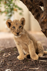 Cute lion cub sitting under a branch