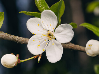 close up view of blooming apple tree with white flowers