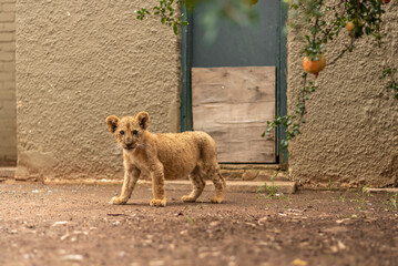 Lion cub walking past door