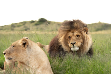 Big lion with beautiful mane watching his lioness laying in front of him - Powered by Adobe
