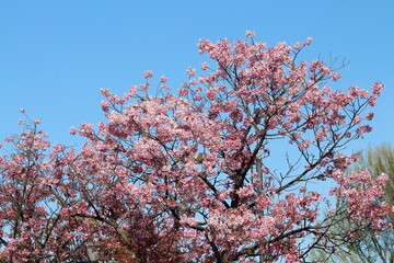 Pink blossoms and blue sky at Chidorigafuchi Moat in Tokyo, Japan