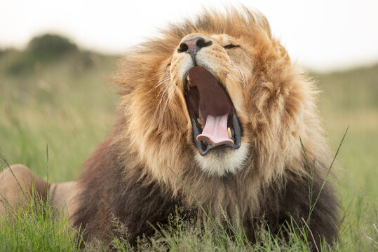 Lion with beautiful big mane yawning