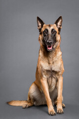 happy malinois belgian shepherd sitting in the studio on a gray background
